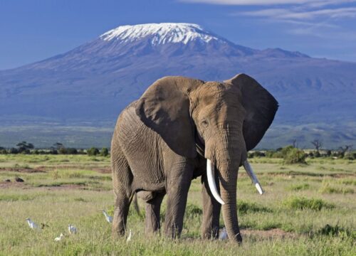 Best Amboseli National Park Day Excursion Tour