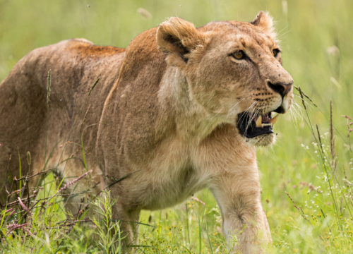 Affordable Nairobi National Park Safari Packages