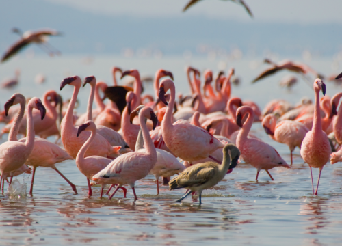 Best Nakuru National Park Day Excursion in Kenya