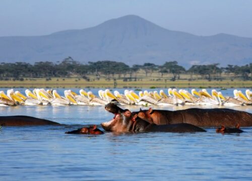 Lake Naivasha Day Trip with Boat Safari Experience