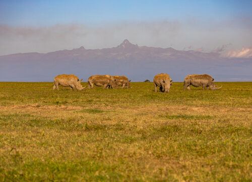 3 Day Sweetwaters Fly-in Safari Tour