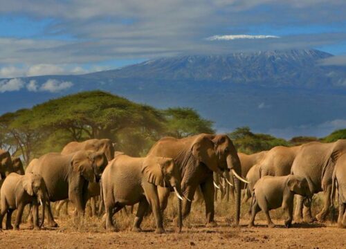 Best 2 Days Amboseli Safari from Nairobi Experience