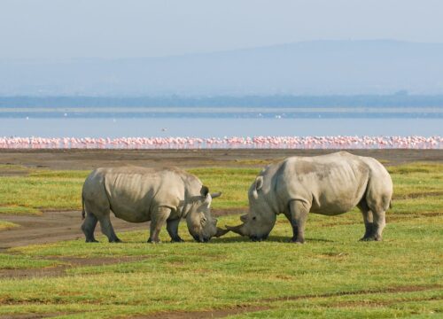 4 Days Samburu & Lake Nakuru Wildlife Safari