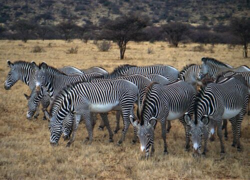 3 Days Samburu Flying Safari – Fast & Scenic Adventure