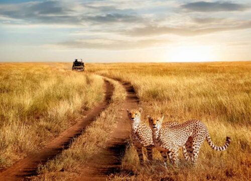 3 Days Tanzania Discovery Wildlife Safari Tour