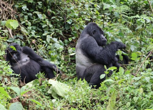 3-Day Gorilla Trekking Safari in Uganda Bwindi