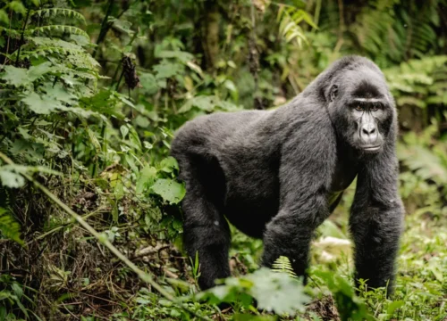 3-Day Bwindi Midrange Tour in Uganda Experience