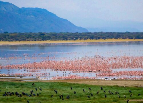 Discover Wildlife on a 5 Days Jambo Tanzania Safari