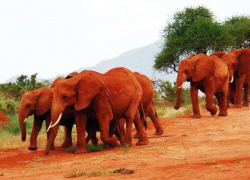 Kenya 5 Days Amboseli and Tsavo East Safari Tour