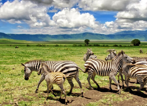 3 Days Ngorongoro & Lake Manyara Safari Tour