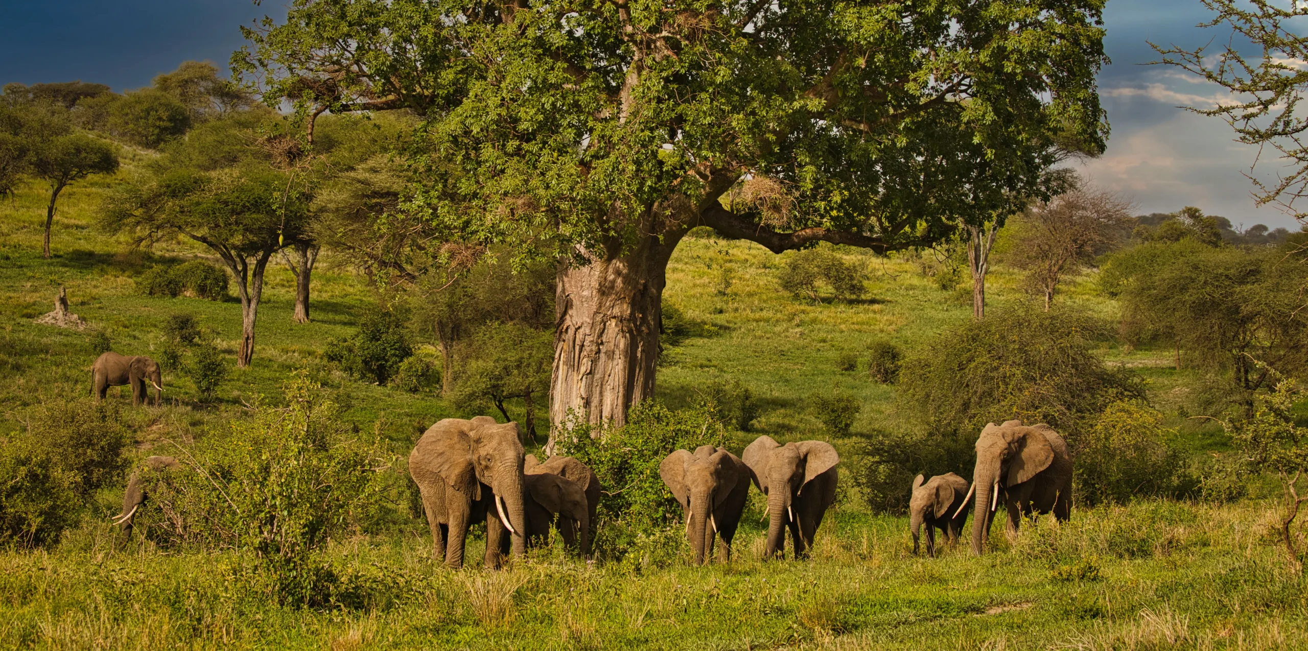 Tarangire National Park