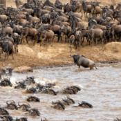 Maasai Mara Wildebeest Migration Safari