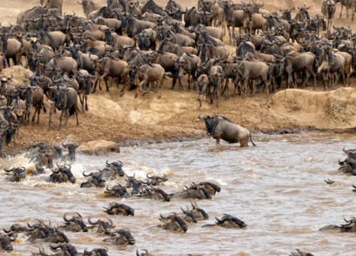 Discover with us the Africa’s Largest Wildlife Experience on an Incredible Safari