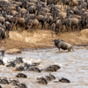 Affordable Safari Packages Kenya