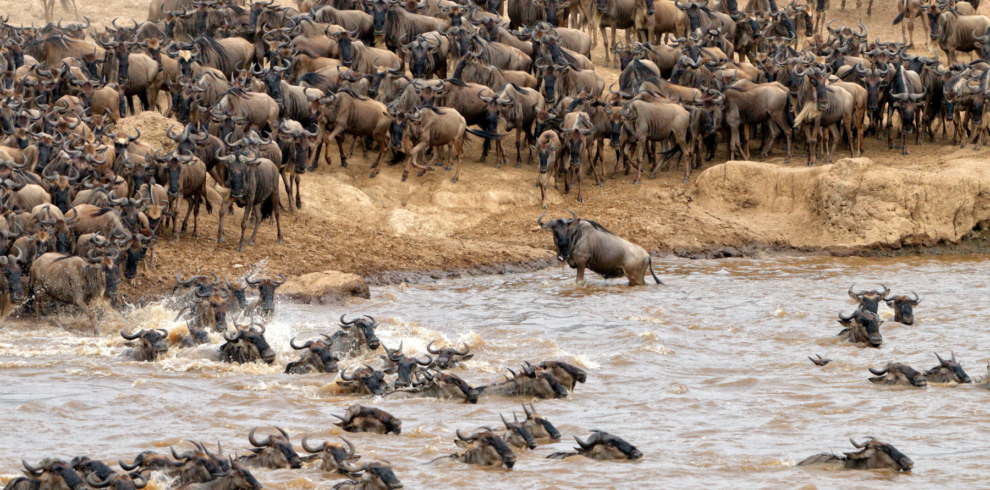 Affordable Safari Packages Kenya